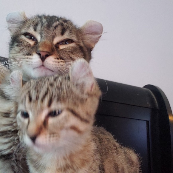 Meet your Posher, - Picture 1 of 1